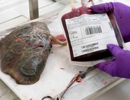 Photo d'une poche de sang extrait du cordon ombilical, ici avec son placenta
