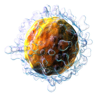 image d'un globule blanc Les principaux globules blancs impliqués dans le diabète de type 1 sont appelés les lymphocytes T.